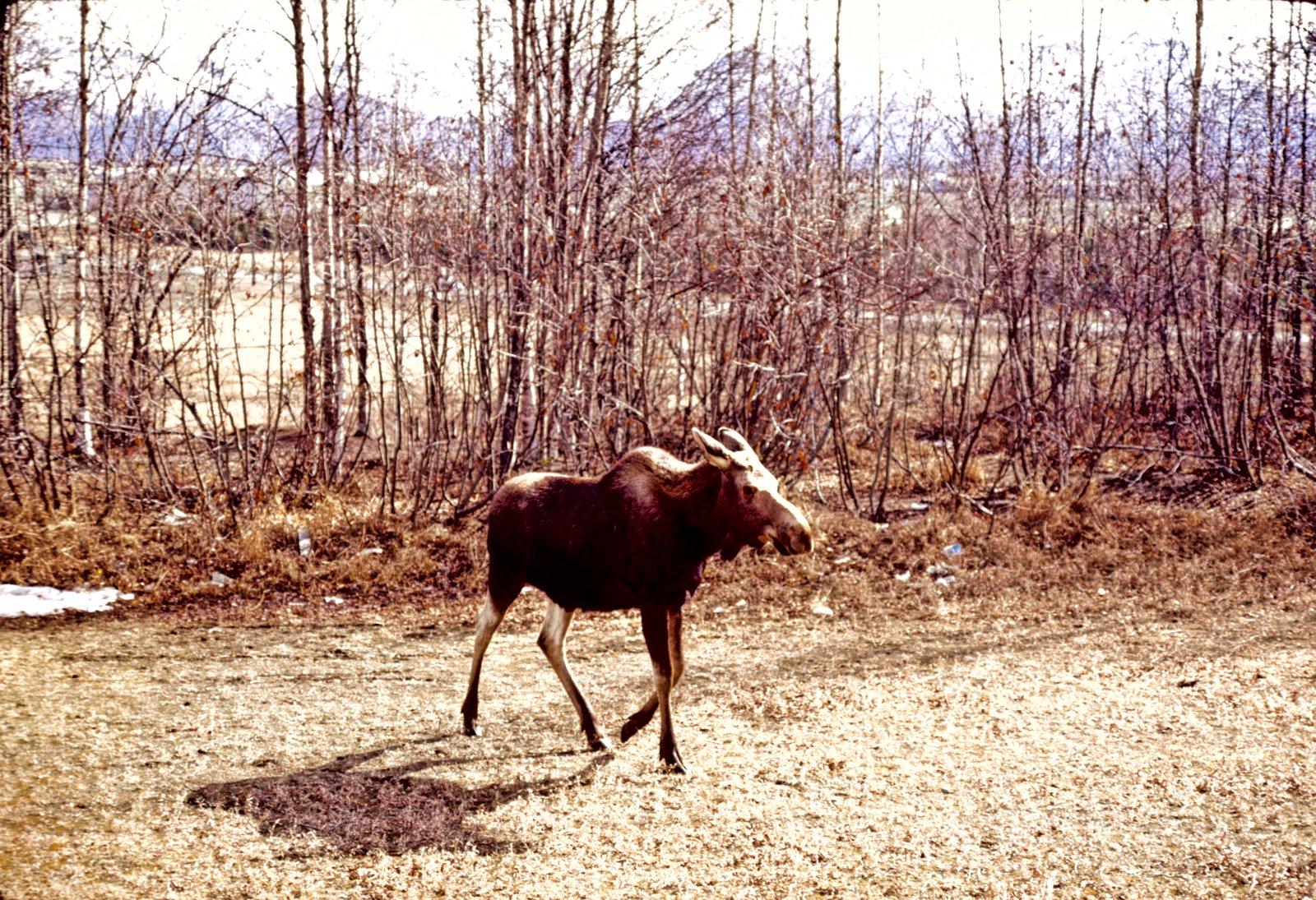 25 Moose on the Loose.jpg
